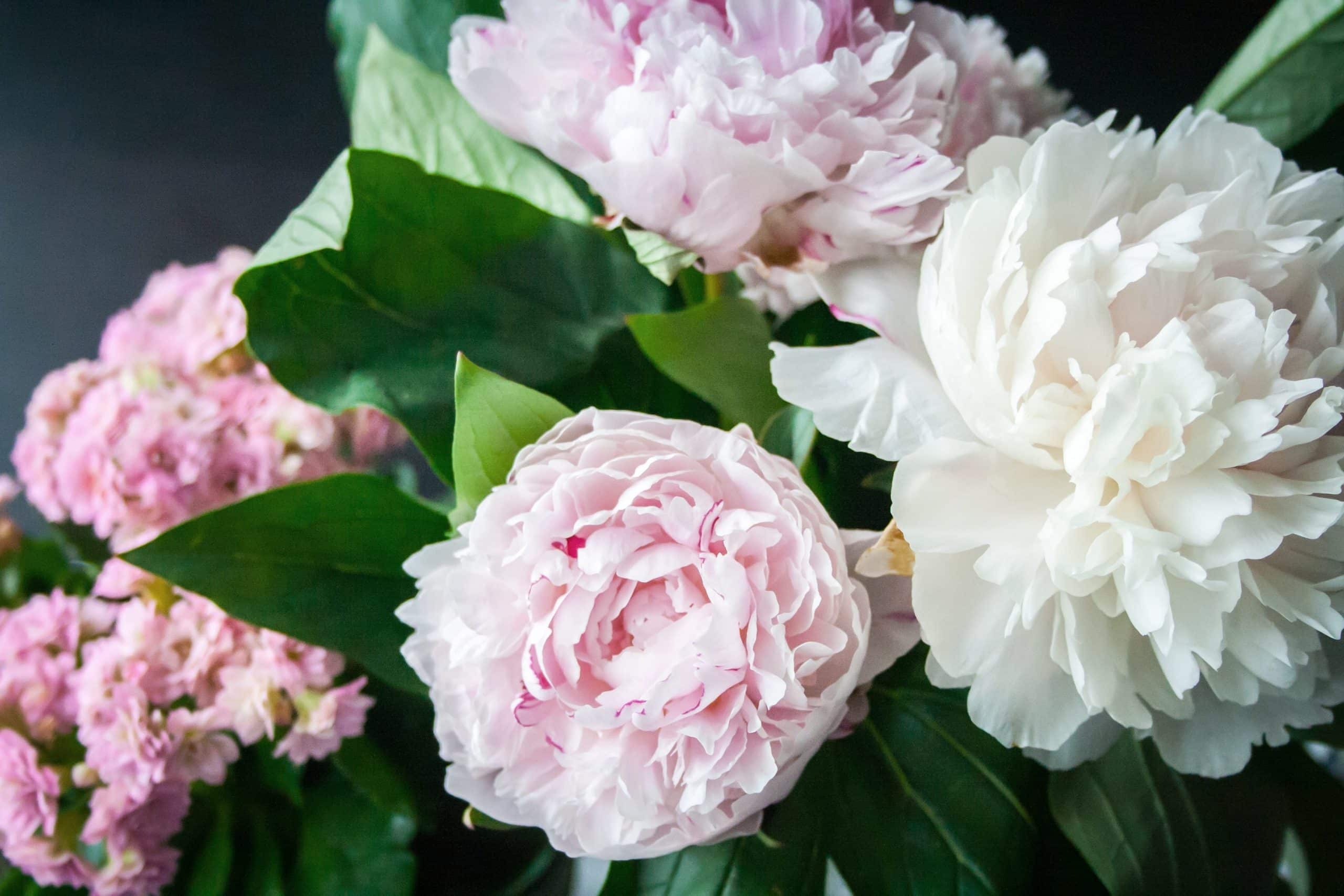 pink and white peonies