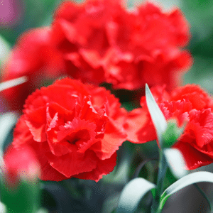 photo of red carnations