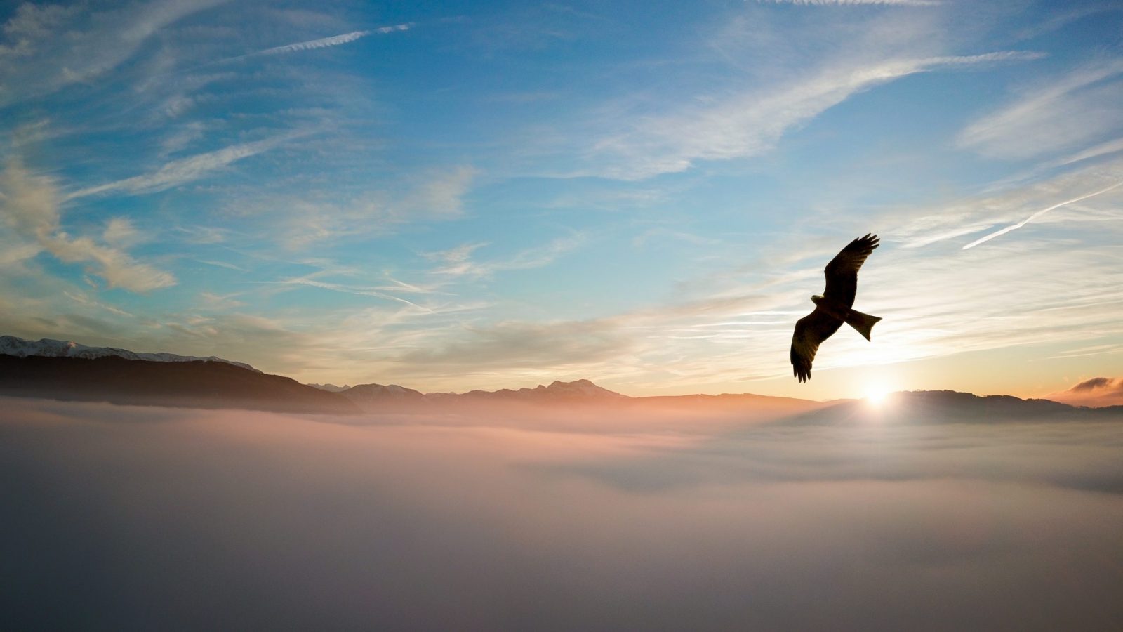 an image of an eagle soarin above the clouds