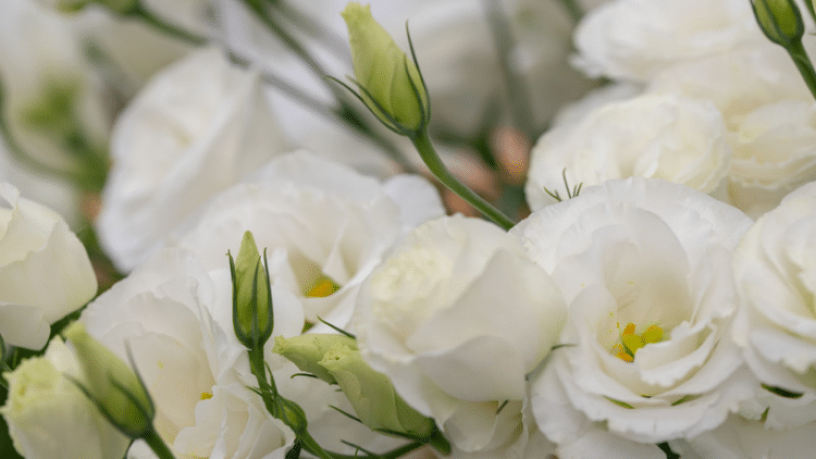 white flowers