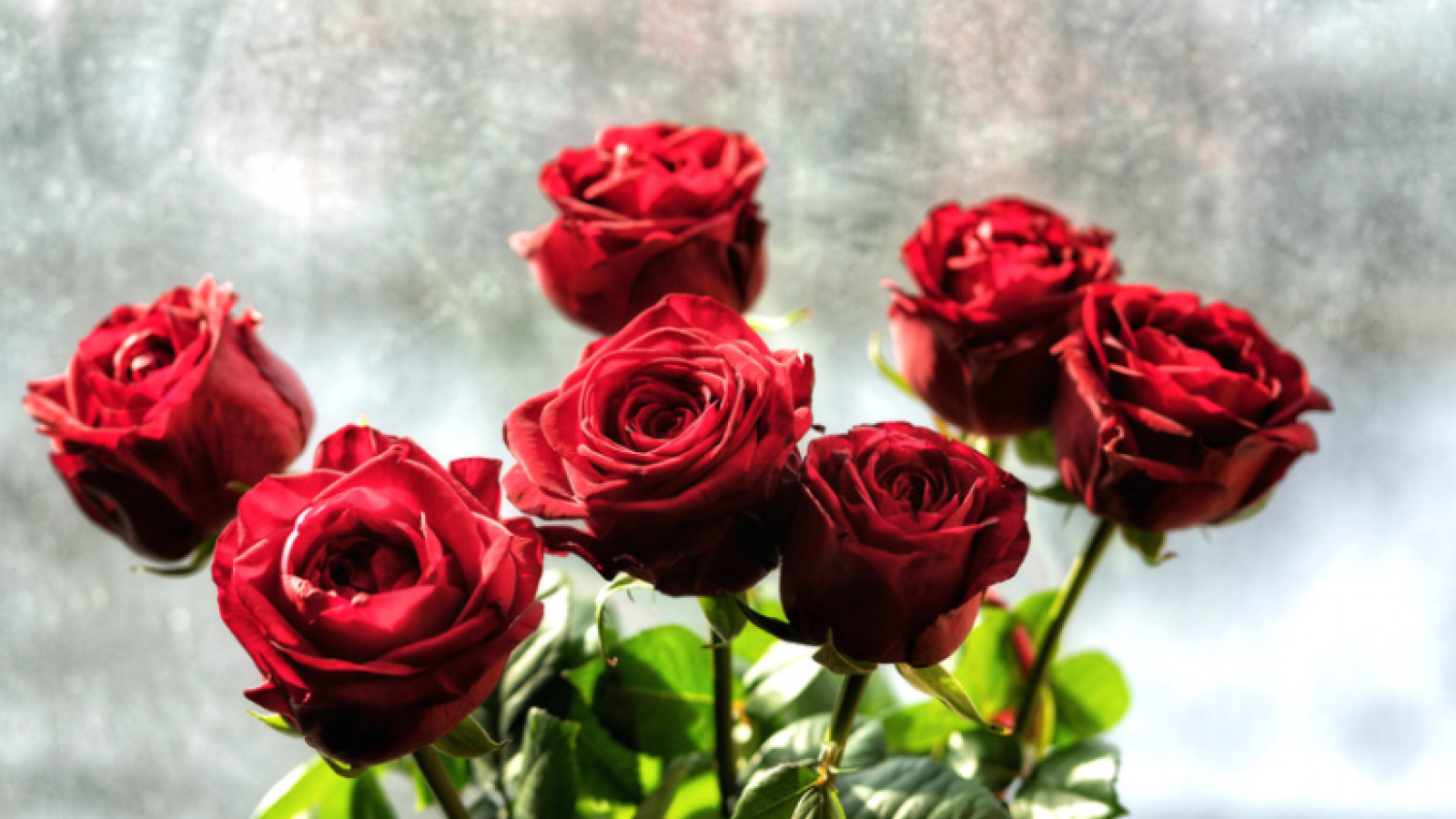 Photo of seven red roses